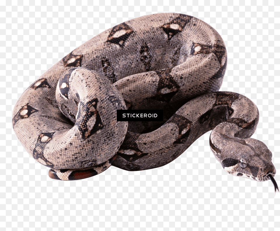 Snake, Animal, Reptile Png