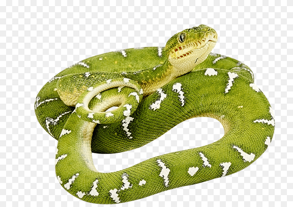 Snake, Animal, Reptile, Green Snake Free Png