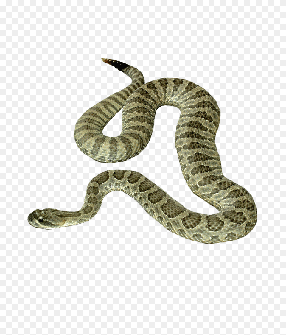 Snake, Animal, Reptile, Rattlesnake Free Transparent Png