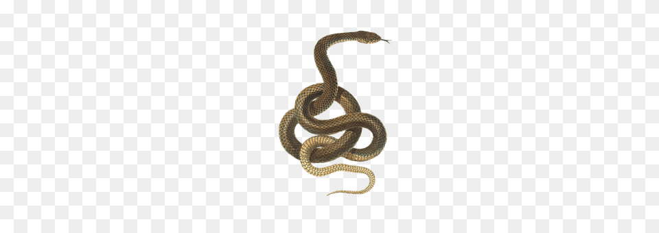 Snake Animal, Reptile Png