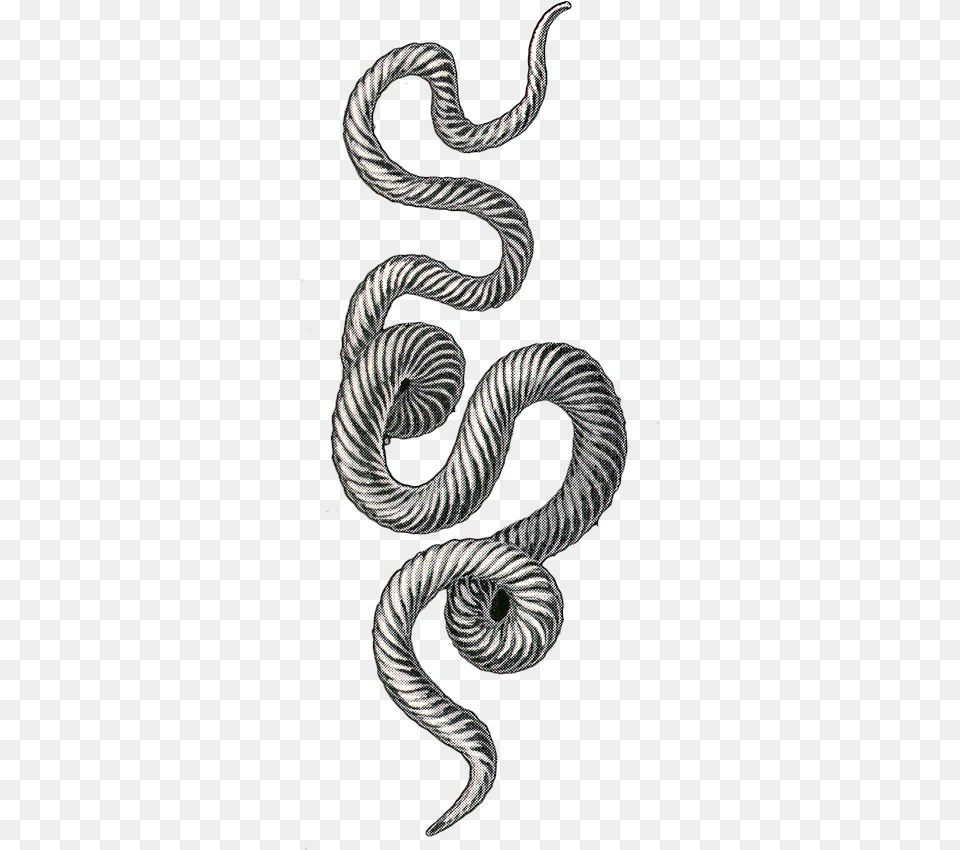 Snake, Animal, Reptile, Spiral, Coil Png Image