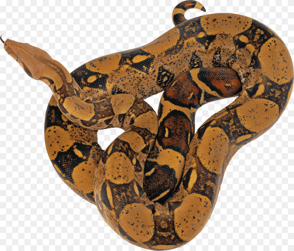 Snake Png