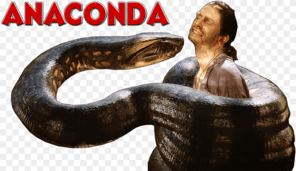 Snake, Anaconda, Animal, Reptile, Person Free Transparent Png