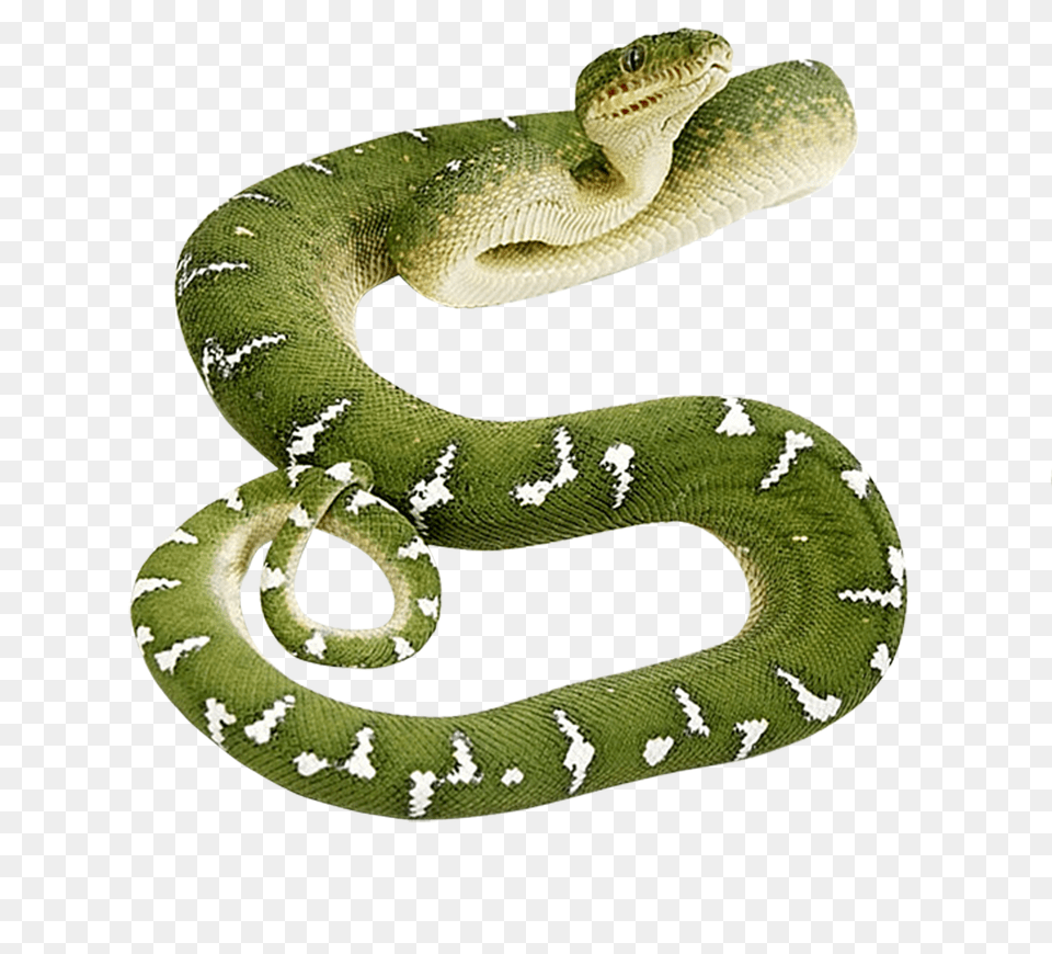 Snake, Animal, Reptile Free Png