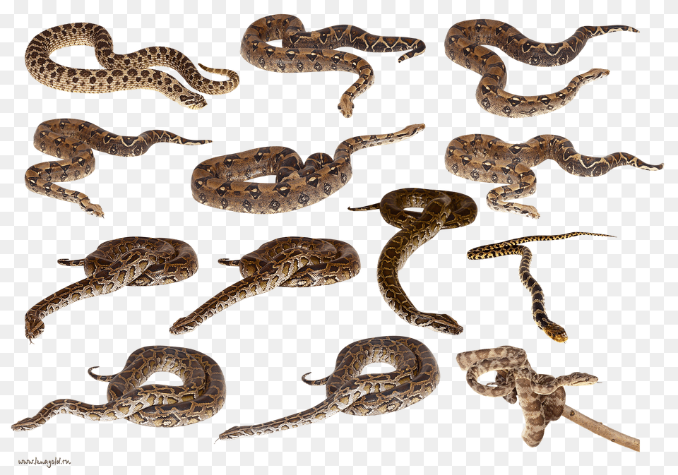 Snake, Animal, Reptile, Cheetah, Mammal Png