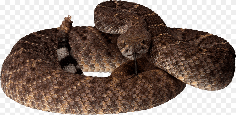 Snake, Animal, Reptile, Rattlesnake Free Transparent Png