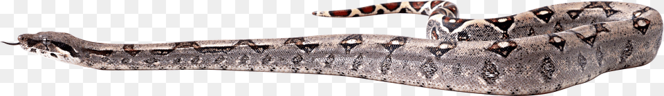 Snake, Animal, Reptile Png Image