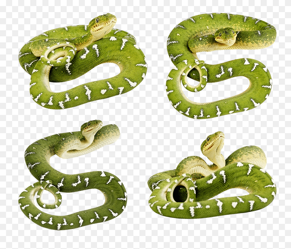 Snake, Animal, Reptile, Green Snake Free Transparent Png