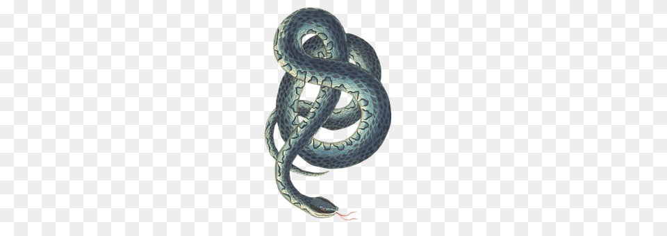 Snake Animal, Reptile Free Transparent Png