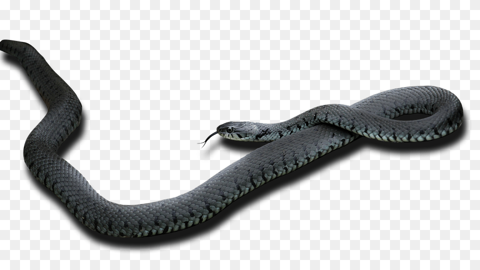 Snake Animal, Reptile Png Image