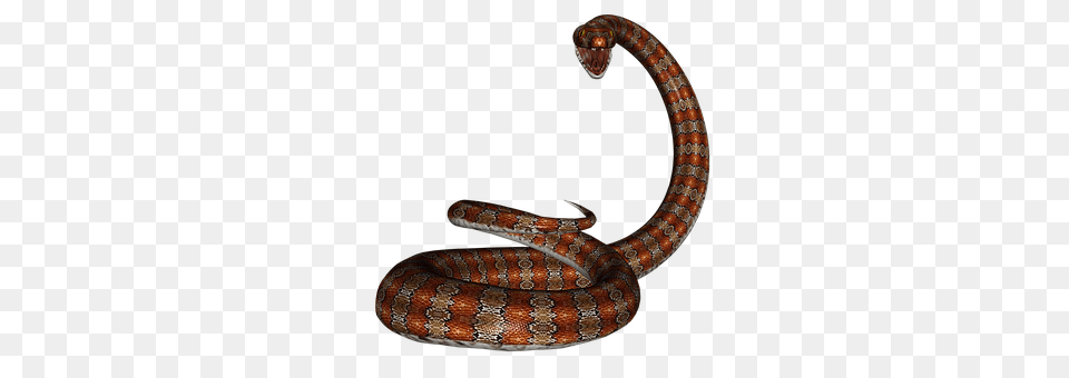 Snake Animal, Reptile, Cobra Png