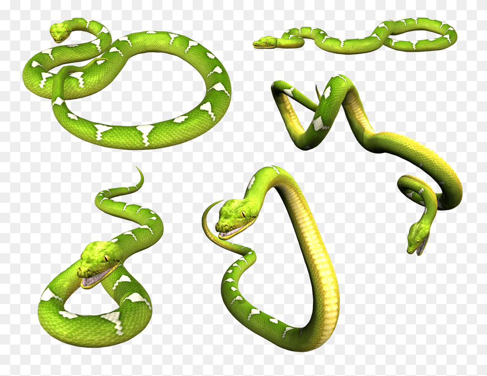 Snake, Animal, Reptile, Green Snake Free Png