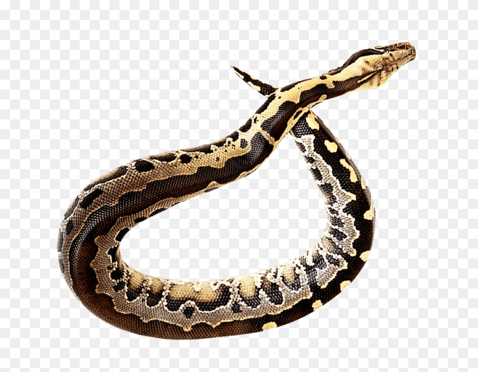 Snake, Animal, Reptile, Rock Python Free Png Download