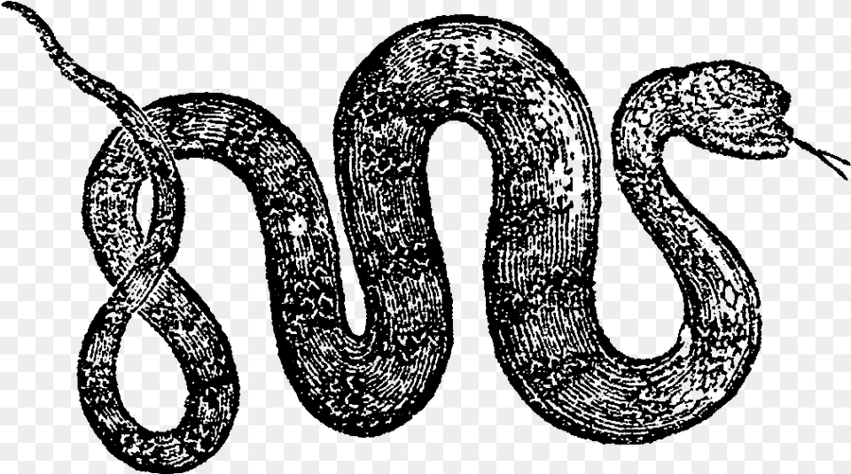 Snake, Text, Silhouette, Person, Symbol Free Transparent Png