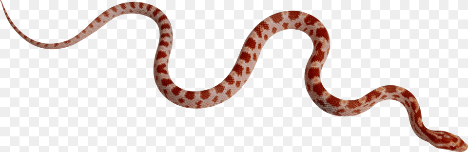 Snake, Animal, Reptile, King Snake Png