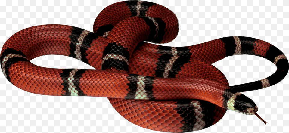 Snake, Animal, Reptile, King Snake Free Png Download