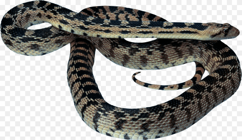 Snake, Animal, Reptile, Rattlesnake Png Image