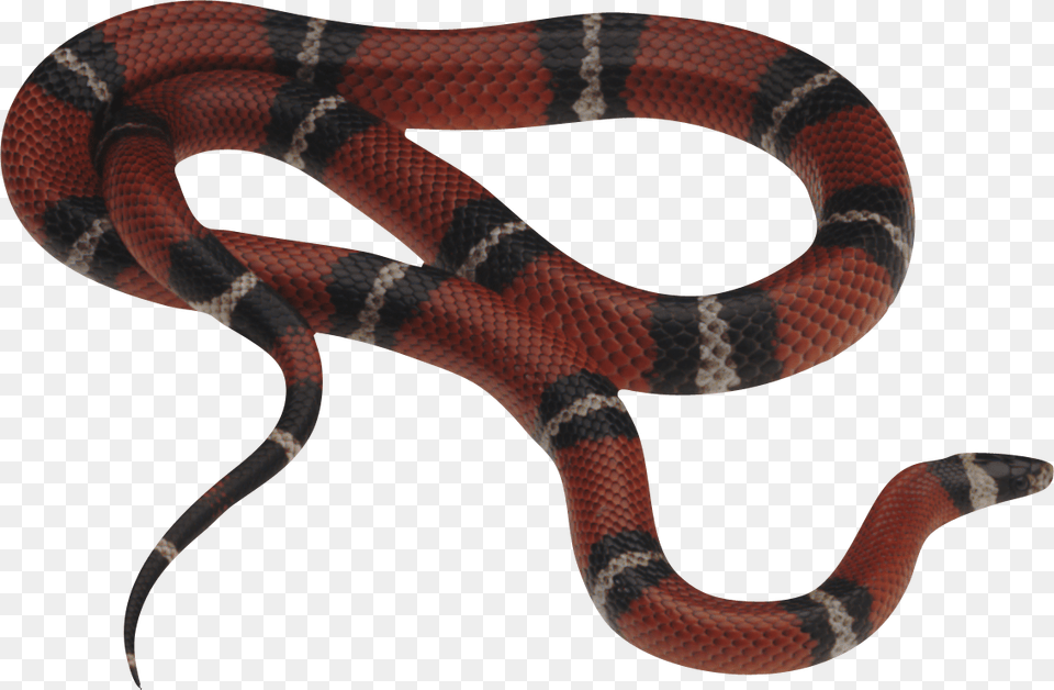 Snake, Animal, Reptile, King Snake Png