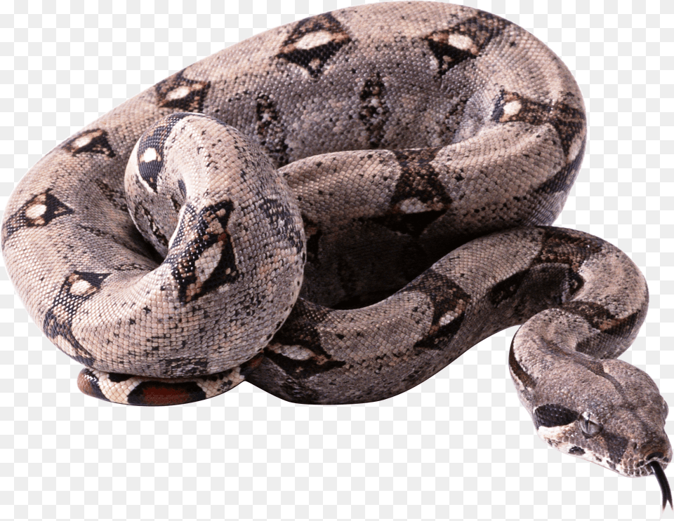 Snake, Animal, Reptile, Anaconda Free Transparent Png