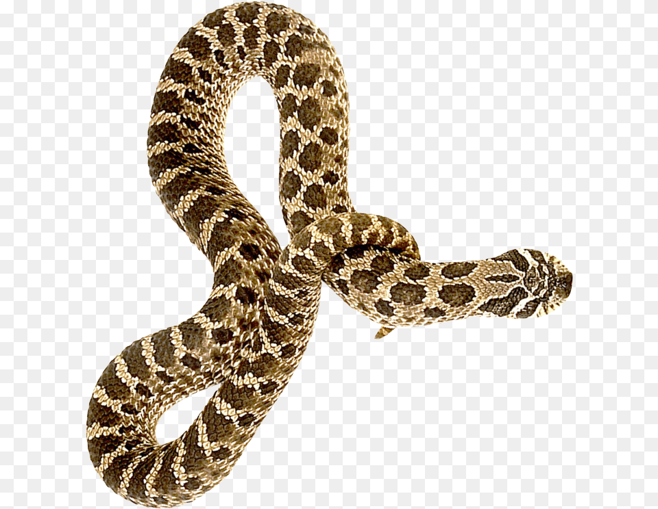 Snake, Animal, Reptile, Rattlesnake Free Png