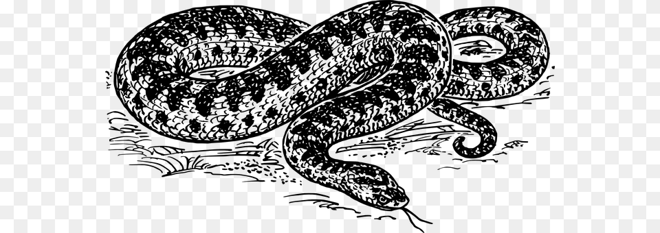 Snake Gray Png Image