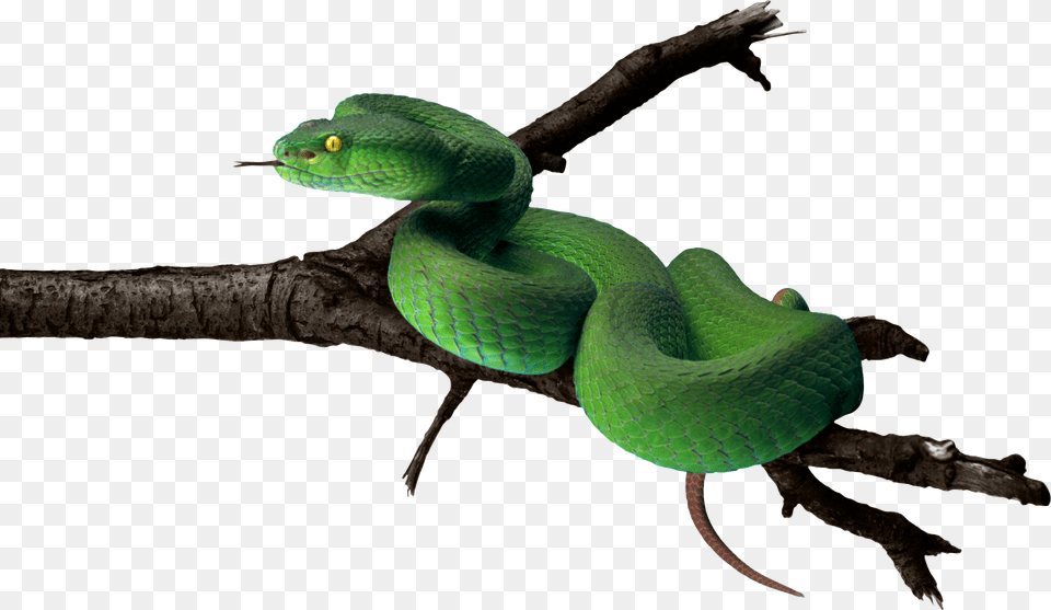Snake, Animal, Reptile, Green Snake Png