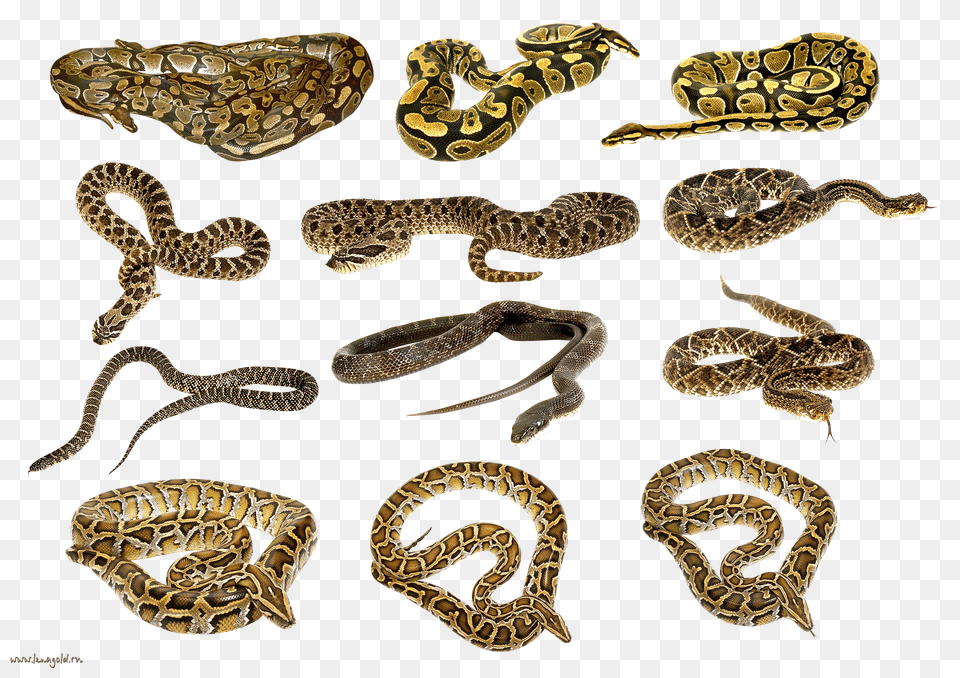 Snake, Paper, Towel, Paper Towel, Diaper Free Png