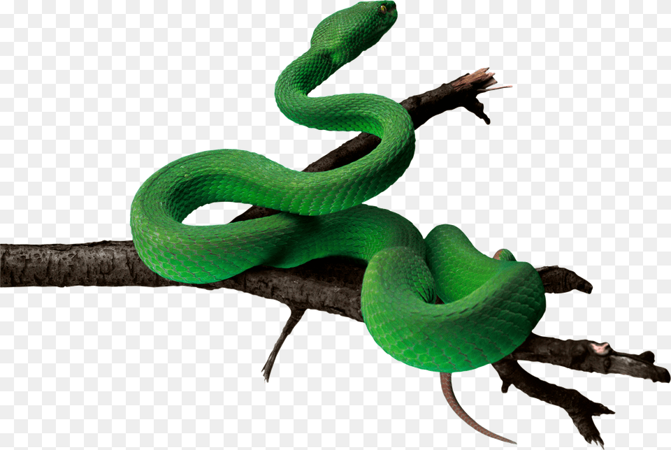 Snake, Animal, Reptile, Green Snake Free Png Download