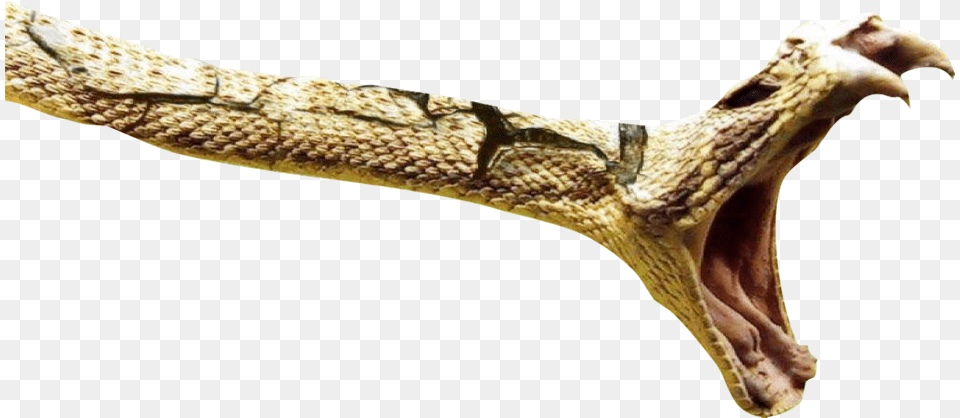 Snake About To Strike, Animal, Lizard, Reptile Free Transparent Png