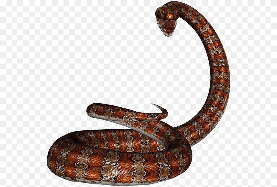 Snake Adder Cartoon Drawings, Animal, Reptile Png