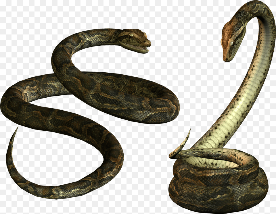 Snake Alpha Channel Clipart Transparent Background Snake, Animal, Reptile, Rock Python Free Png