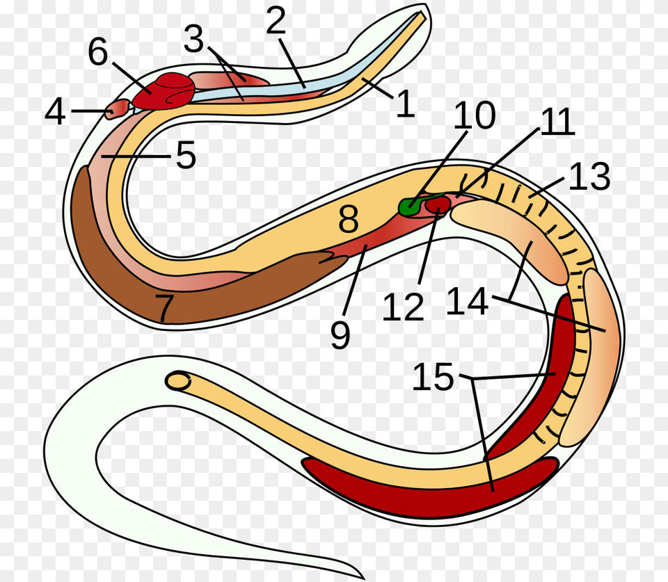 Snake Anatomy, Smoke Pipe, Animal Free Png Download