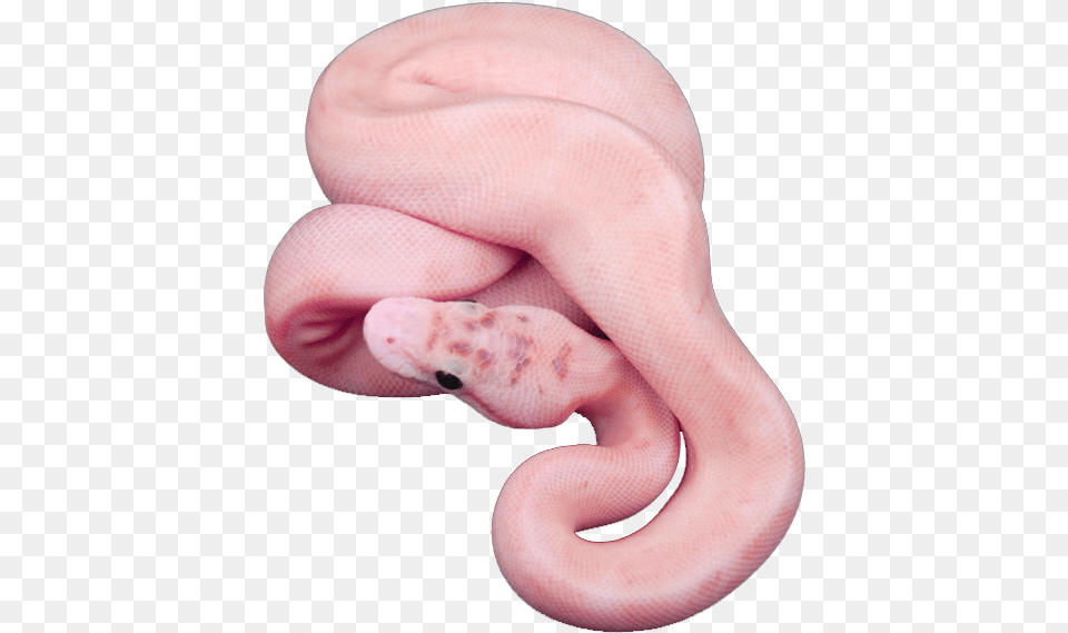 Snake Animal And Pink Aesthetic Snake, Baby, Person Png Image