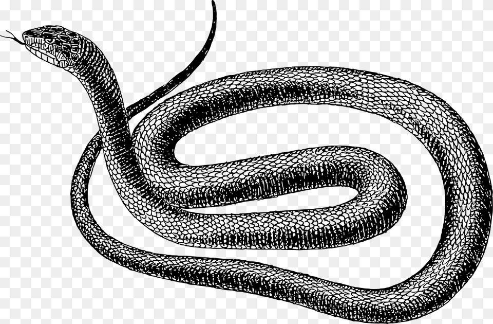 Snake Black And White, Gray Png Image