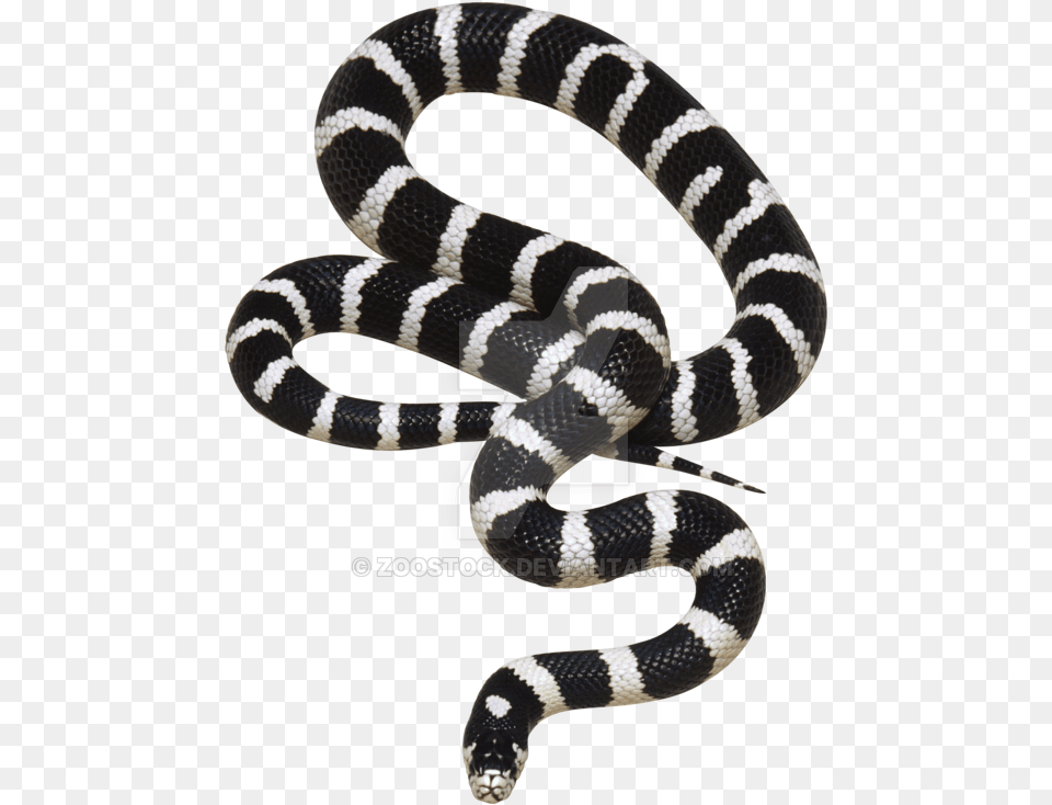 Snake Black And White Snake, Animal, Reptile, King Snake Png