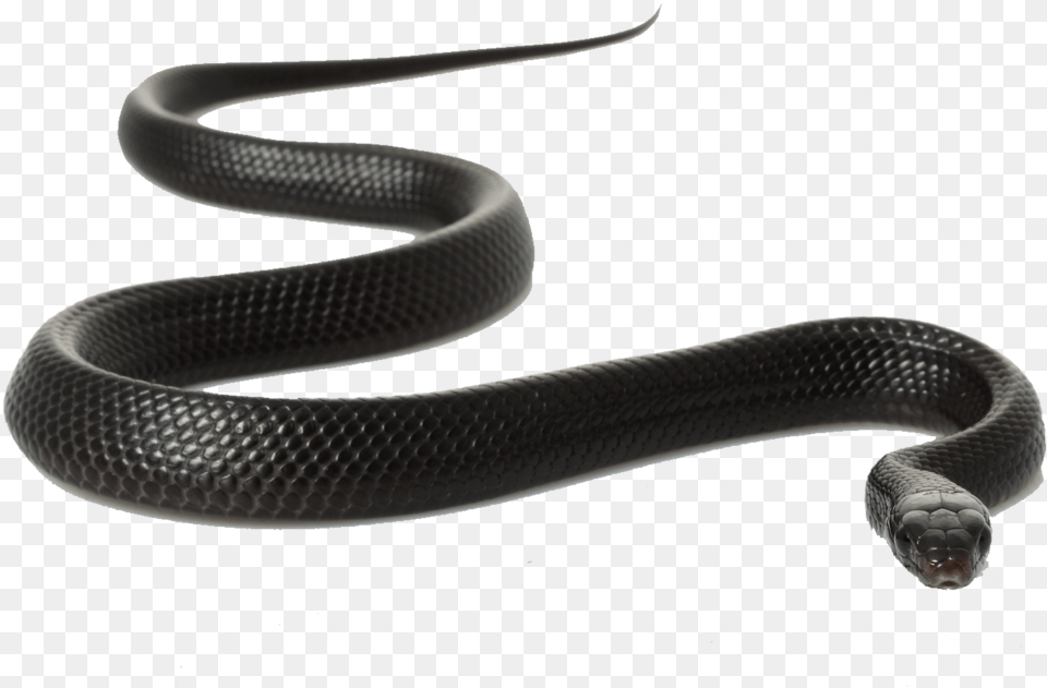 Snake Black Snake Transparent Background, Animal, Reptile, King Snake Free Png Download