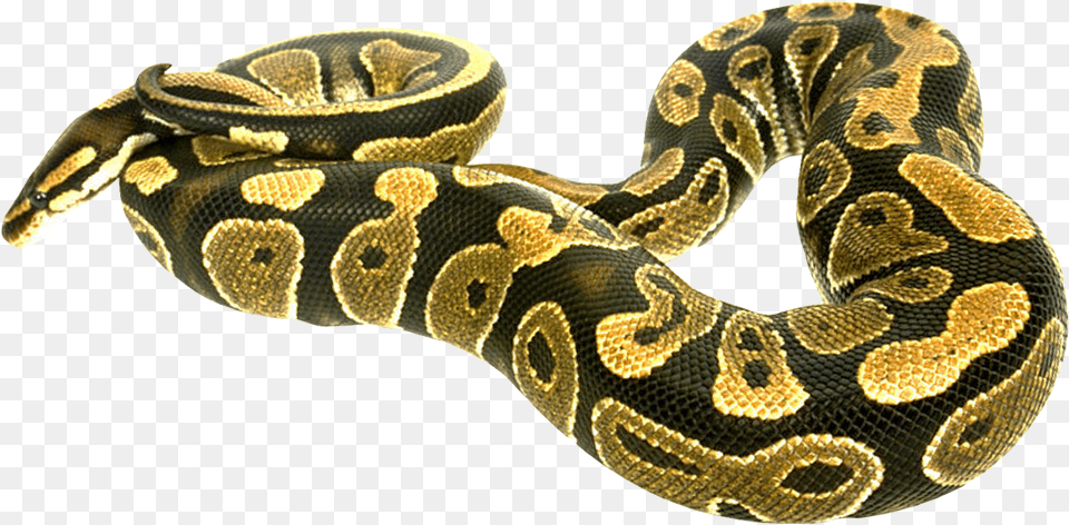 Snake Boa, Animal, Reptile Free Transparent Png
