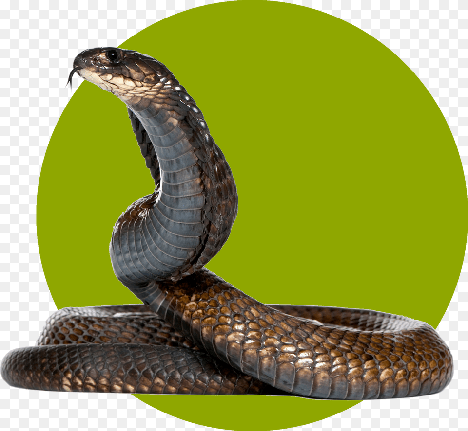 Snake Download Eksotic Animal, Cobra, Reptile Png Image