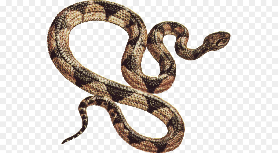Snake Download Snake Clip Art, Animal, Reptile, King Snake Free Transparent Png