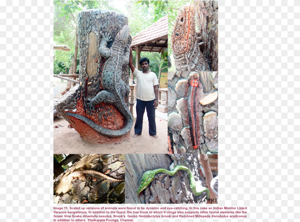 Snake Eye, Zoo, Animal, Wood, Person Png