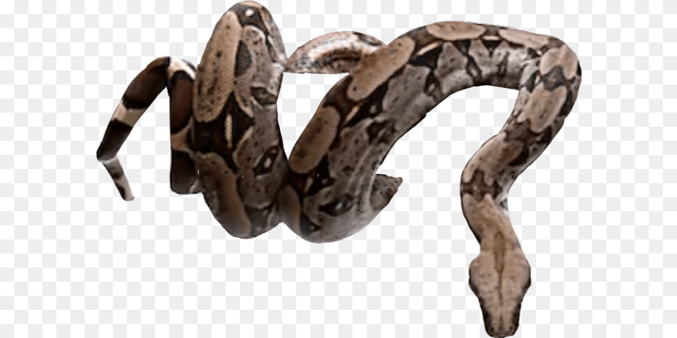 Snake Freetoedit Snake Coiled On Tree, Animal, Reptile, Anaconda Png