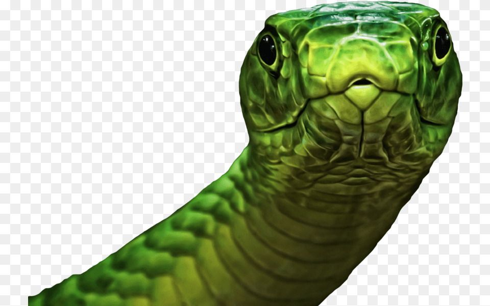 Snake Green Psd Official Psds Animals Hd, Animal, Reptile, Sea Life, Turtle Free Transparent Png