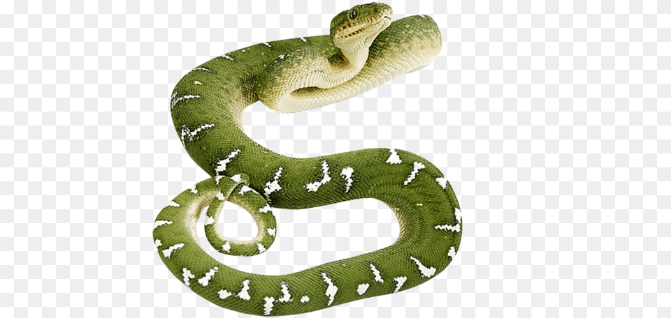 Snake Green Snake, Animal, Reptile, Green Snake Png