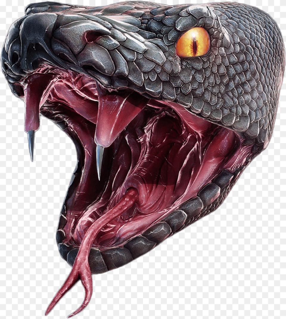 Snake Head Anaconda, Animal, Reptile, Sea Life, Turtle Png