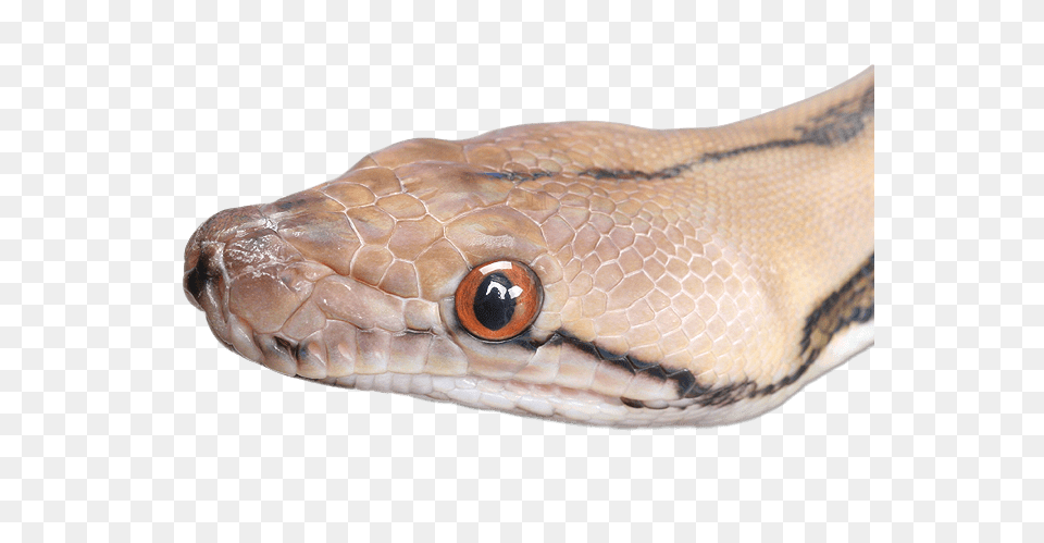 Snake Head Close Up, Animal, Reptile, Rock Python Png Image