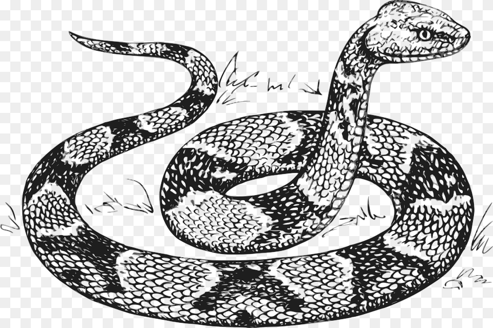 Snake Head Raised Scales Copperhead Serpent Coloring Pages Snakes, Animal, Reptile Free Png Download