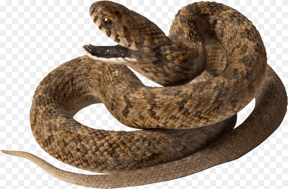 Snake High Quality Transparent Background, Animal, Reptile, Rattlesnake Png Image