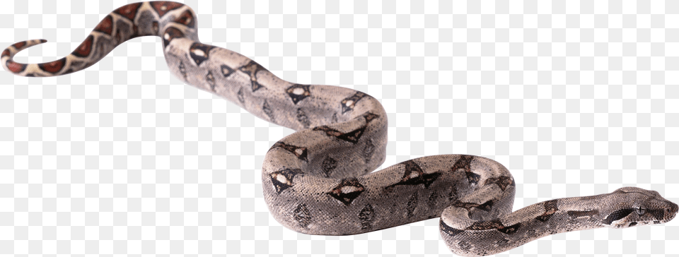Snake Icon Transparent Background, Animal, Reptile Free Png Download