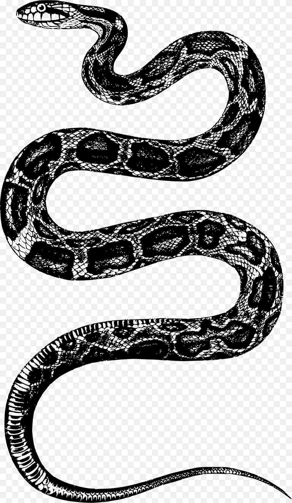 Snake Icons, Gray Png Image