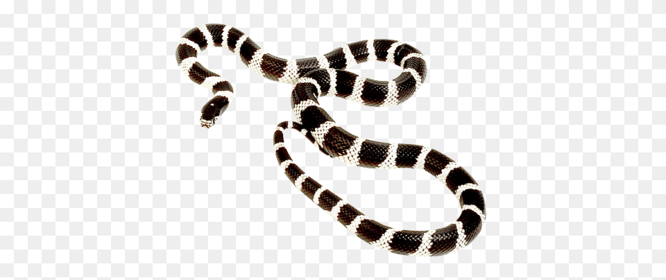 Snake Image, Animal, Reptile, King Snake Free Png